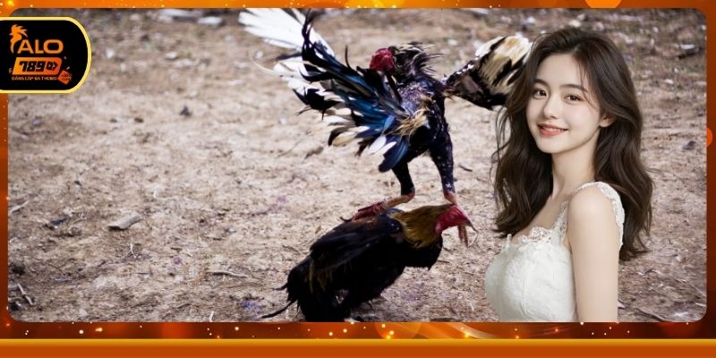 Bí kíp chọn chiến kê đỉnh cao dành cho người mới