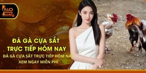 Đá Gà Cựa Sắt Trực Tiếp Hôm Nay - Xem Ngay Miễn Phí