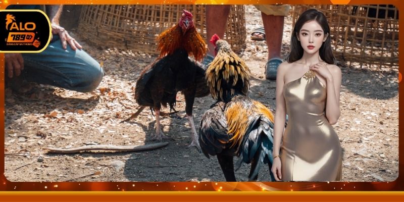 Hướng dẫn xem gà đá trực tiếp chuẩn nhất