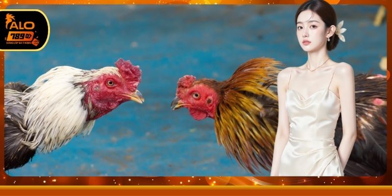 Hướng dẫn xem trực tiếp trận đấu chi tiết