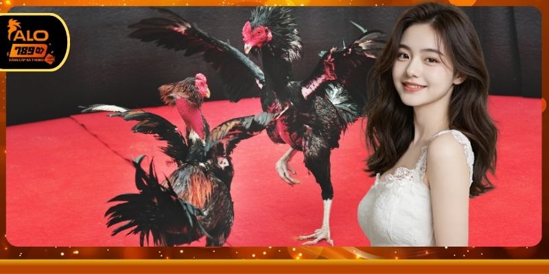 Khám phá đá gà cựa sắt trực tiếp hôm nay hấp dẫn