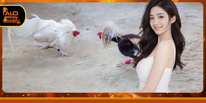 Khám phá sức hút đá gà Thomo live 24h hấp dẫn