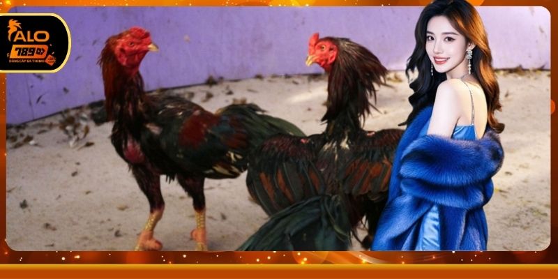 Lưu ý quan trọng khi tham gia trận đấu