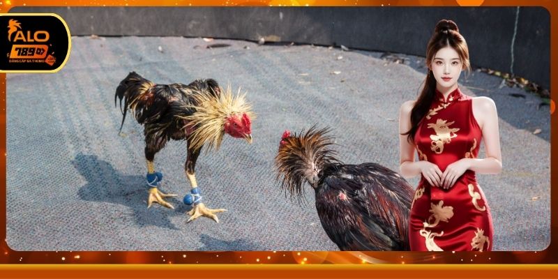 Triệu người hâm mộ theo dõi trận đấu sôi động